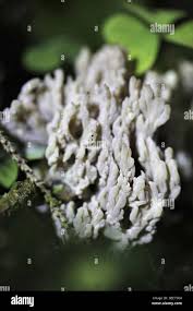 Attēlu rezultāti vaicājumam “Clavulina cinerea”