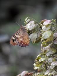 Attēlu rezultāti vaicājumam “Pararge aegeria underside”