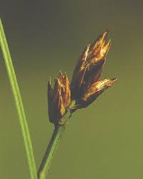 Attēlu rezultāti vaicājumam “Carex chordorrhiza”