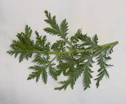 Image result for Artemisia gmelinii