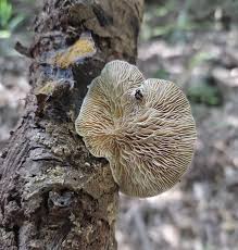 Attēlu rezultāti vaicājumam “Lenzites betulina”