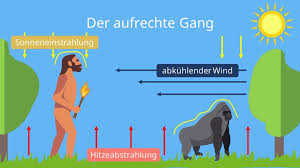 Image result for Evolution Stammbaum