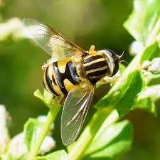 Attēlu rezultāti vaicājumam “Helophilus hybridus male”