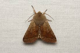 Attēlu rezultāti vaicājumam “Orthosia sp.”