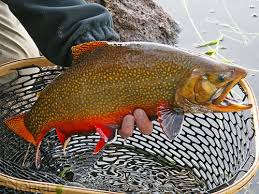 Image result for Salvelinus fontinalis