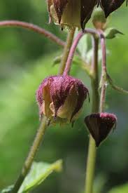 Image result for Geum rivale
