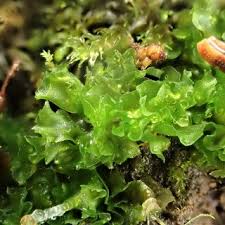 Attēlu rezultāti vaicājumam “Blepharostoma trichophyllum sporophyte”