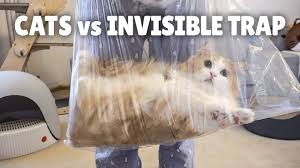 Image result for invisible cat