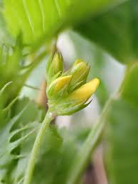 Attēlu rezultāti vaicājumam “Trifolium medium bud”