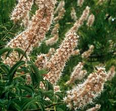 Attēlu rezultāti vaicājumam “Lycogala asperum sessile”