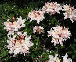 Attēlu rezultāti vaicājumam “Ericaceae”