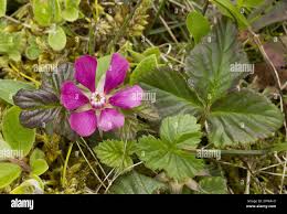 Attēlu rezultāti vaicājumam “Rubus arcticus flower”