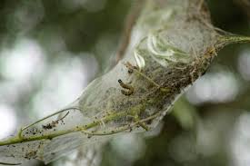 Attēlu rezultāti vaicājumam “Yponomeutidae”