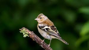 Attēlu rezultāti vaicājumam “Fringilla coelebs juvenile”