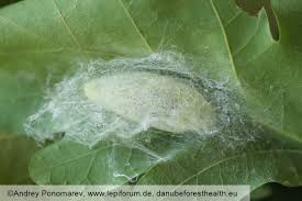 Attēlu rezultāti vaicājumam “Malacosoma neustria larva”