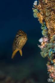 Image result for Mycteroperca rubra