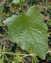 Attēlu rezultāti vaicājumam “Lapsana communis fruit”