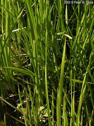 Attēlu rezultāti vaicājumam “Butomus umbellatus”