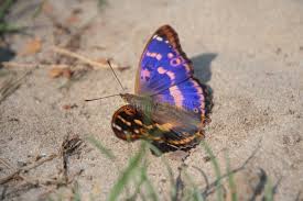 Attēlu rezultāti vaicājumam “Lycaena hippothoe male”
