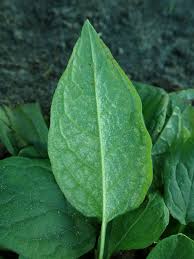Attēlu rezultāti vaicājumam “Omphalodes verna leaf”