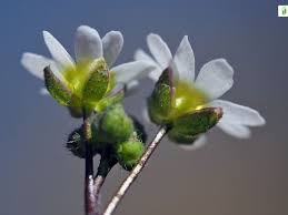 Attēlu rezultāti vaicājumam “Erophila verna flower”