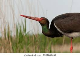 Attēlu rezultāti vaicājumam “Ciconia nigra adult”