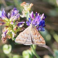 Attēlu rezultāti vaicājumam “Lycogala botrydium sessile”