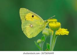 Attēlu rezultāti vaicājumam “Colias croceus”