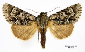 Attēlu rezultāti vaicājumam “Acronicta auricoma larva”