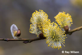 Attēlu rezultāti vaicājumam “Salix cinerea”