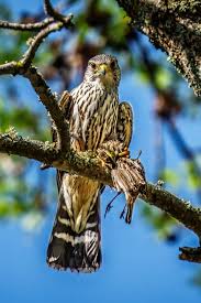 Image result for Falco columbarius