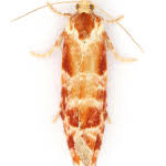 Attēlu rezultāti vaicājumam “Rhyacionia pinicolana”