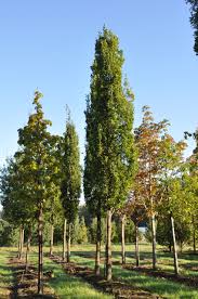 Attēlu rezultāti vaicājumam “Quercus robur Fastigiata”