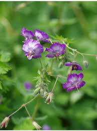 Attēlu rezultāti vaicājumam “Symphytum asperum flower”