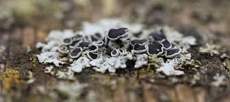 Attēlu rezultāti vaicājumam “Physcia aipolia”