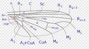 Attēlu rezultāti vaicājumam “Platypezidae”