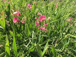Attēlu rezultāti vaicājumam “Lathyrus sylvestris bud”