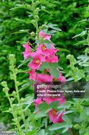 Image result for Alcea (althaea) rosea