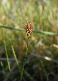 Attēlu rezultāti vaicājumam “Eleocharis quinqueflora flower”