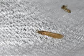 Attēlu rezultāti vaicājumam “Oecetis ochracea”