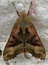 Attēlu rezultāti vaicājumam “Phlogophora meticulosa”