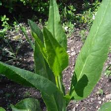 Image result for Gartenkresse