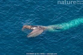 Image result for Balaenoptera musculus