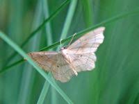 Attēlu rezultāti vaicājumam “Idaea emarginata”