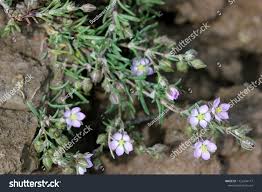 Attēlu rezultāti vaicājumam “Spergularia rubra”
