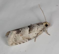 Attēlu rezultāti vaicājumam “Epinotia bilunana”