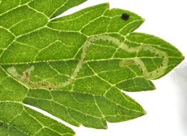 Attēlu rezultāti vaicājumam “Phytomyza ranunculi”