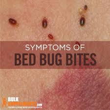 Image result for bed bug bites