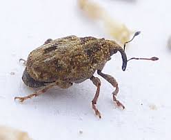 Image result for Coleoptera Curculionoidea