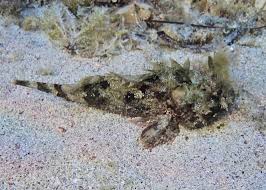 Image result for Scorpaena porcus